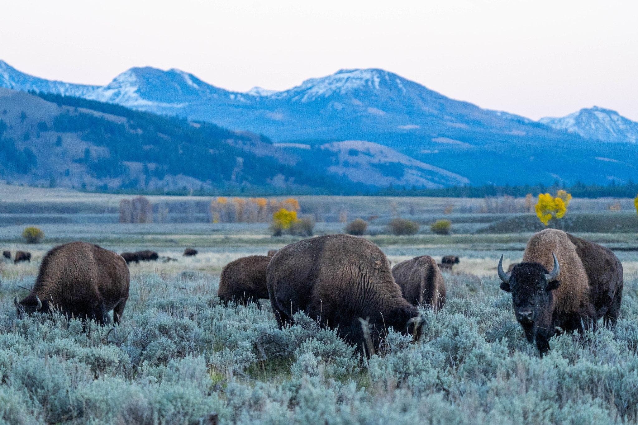 Bison graze in sage brush